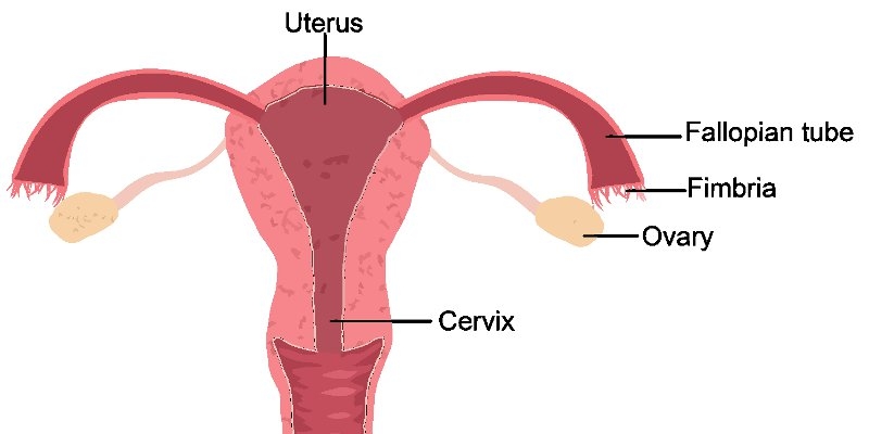 Причини за безплодие при жената от страна на влагалището и маточната шийка
